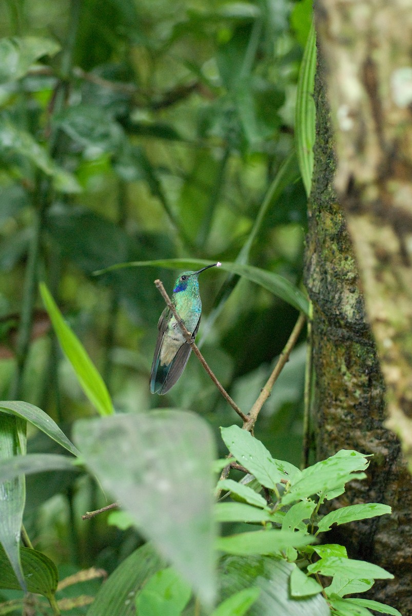 Lesser Violetear - ML176977861