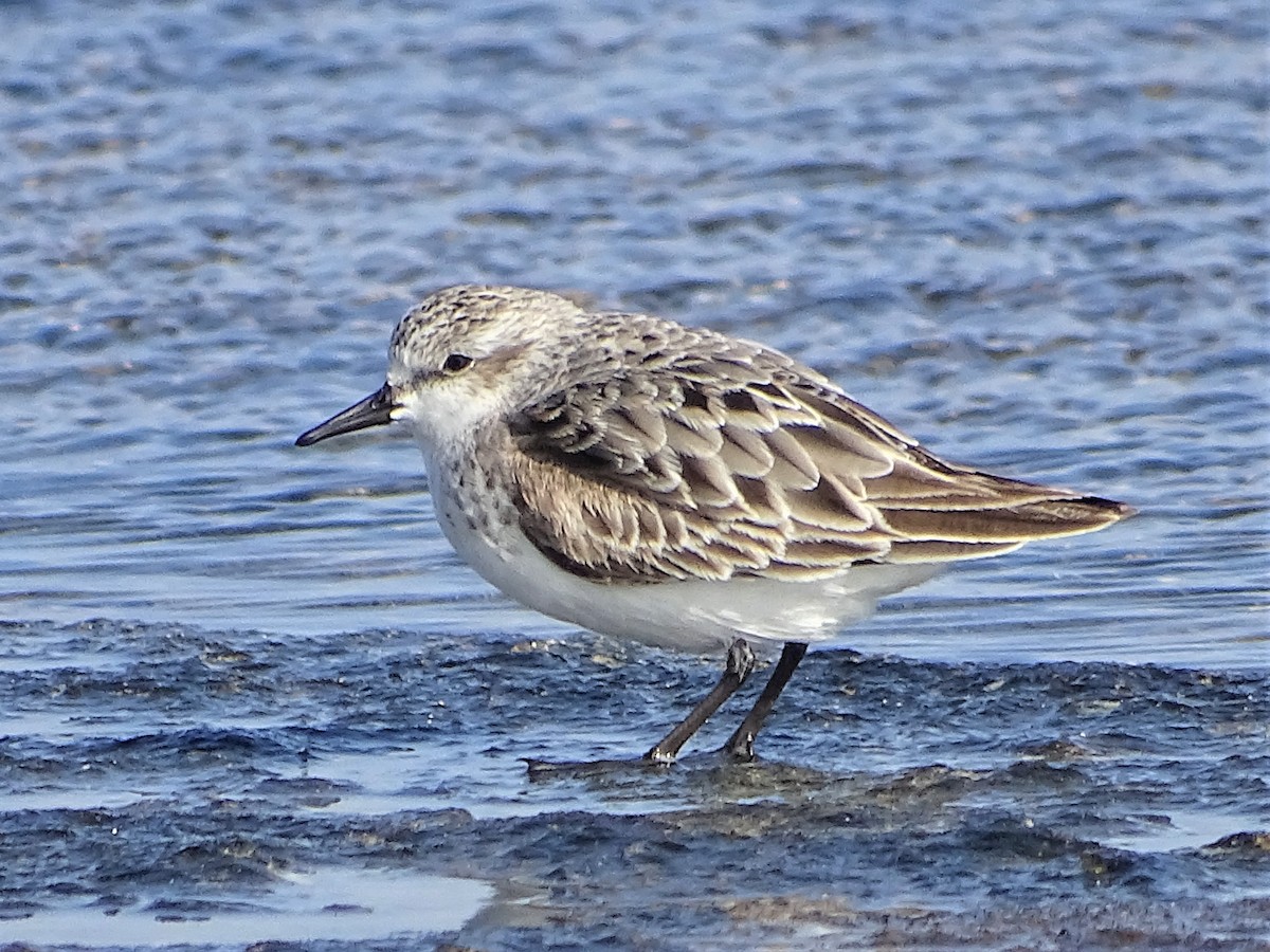 Red-necked Stint - Richard Murray