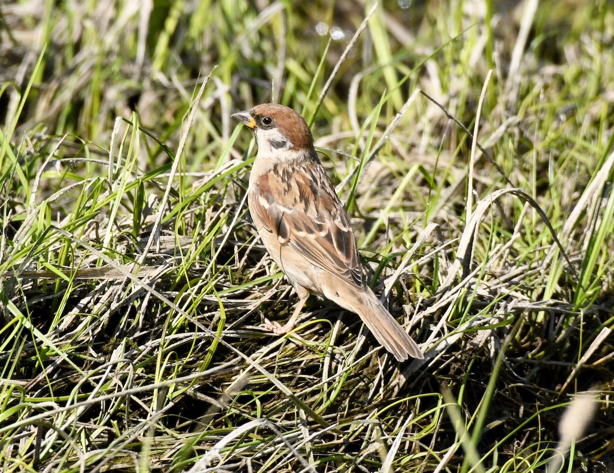Eurasian Tree Sparrow - Adam Dudley