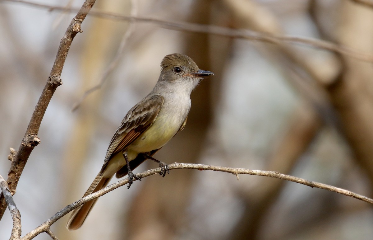 Brown-crested Flycatcher (Arizona) - Jay McGowan