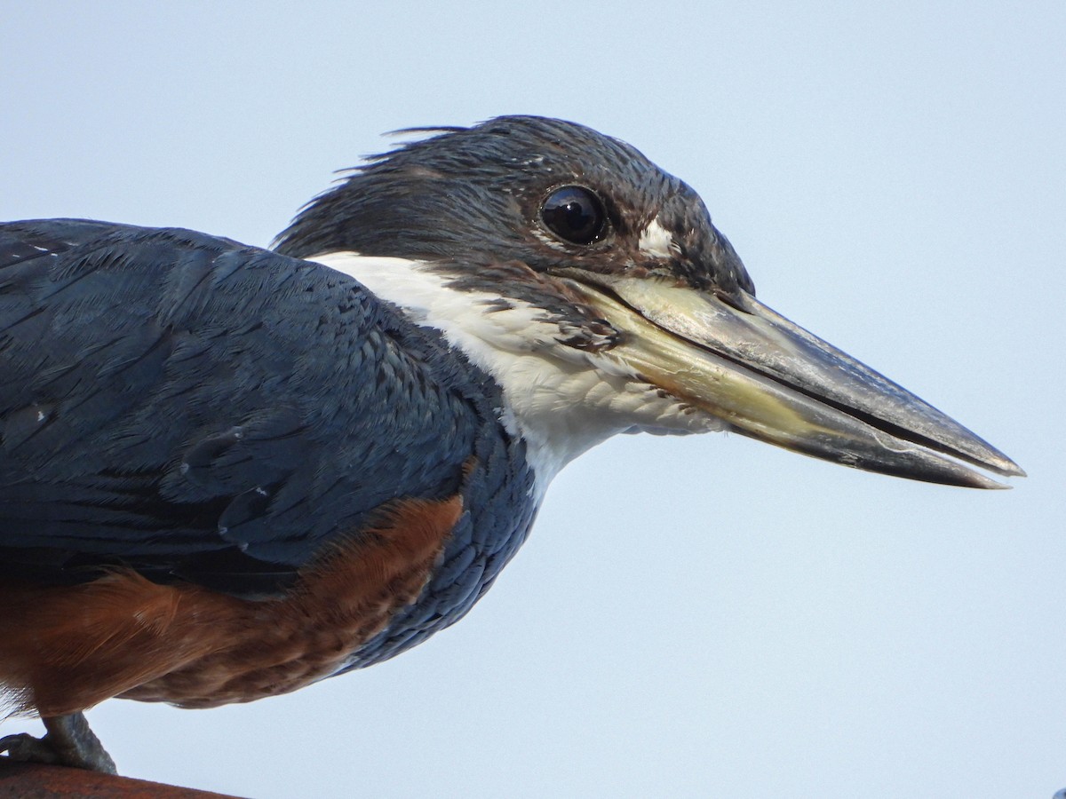 Ringed Kingfisher - ML176986041