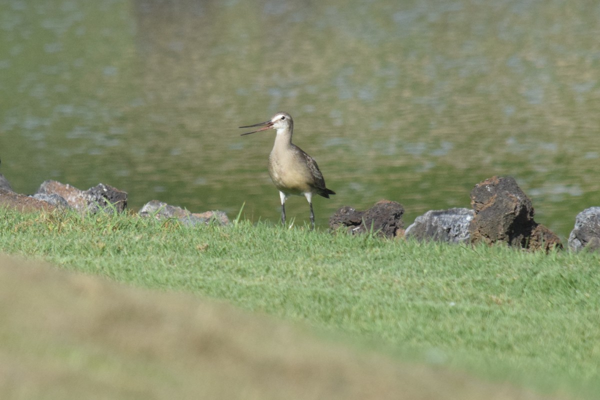 Hudsonian Godwit - ML176988881