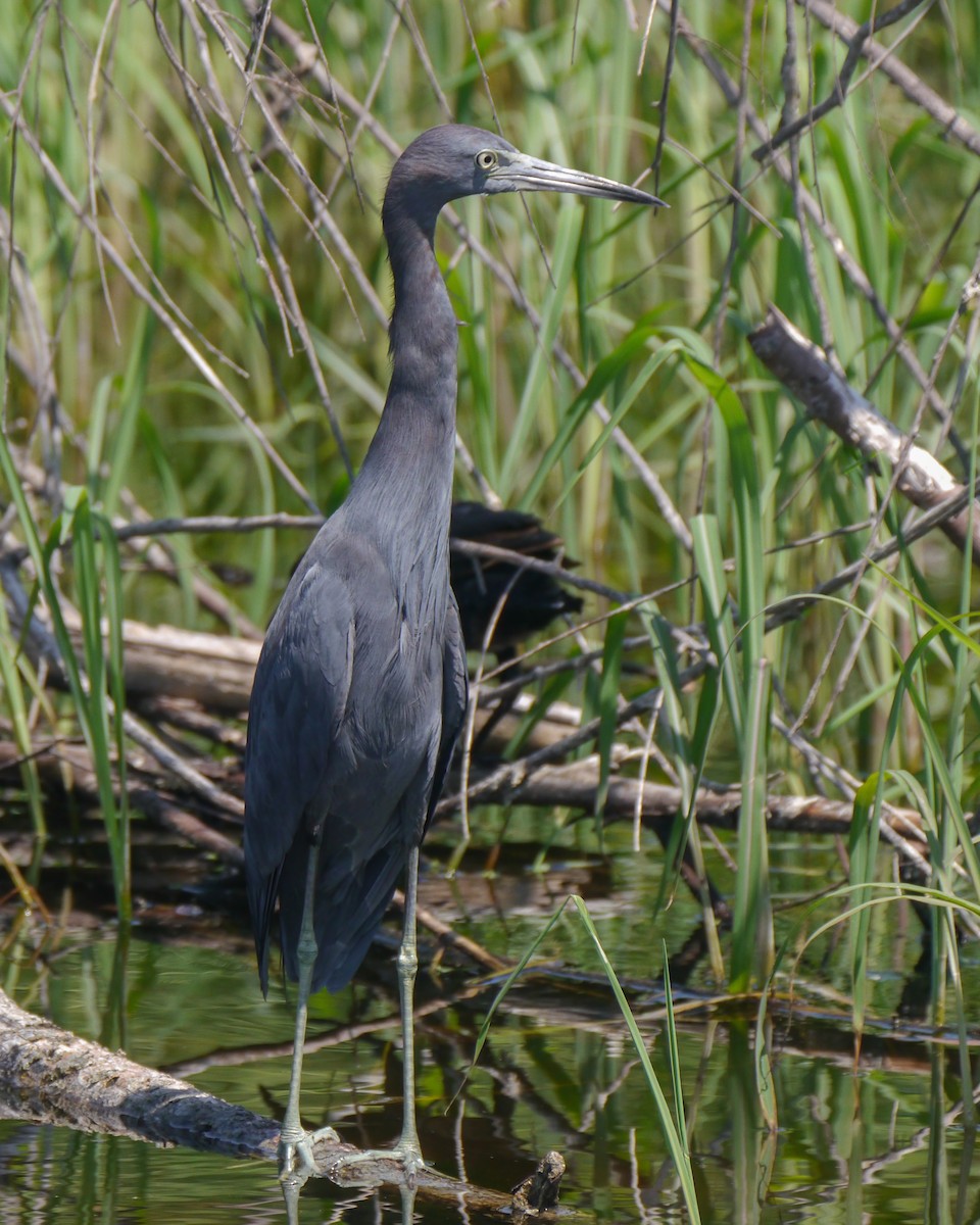 Little Blue Heron - ML176989541