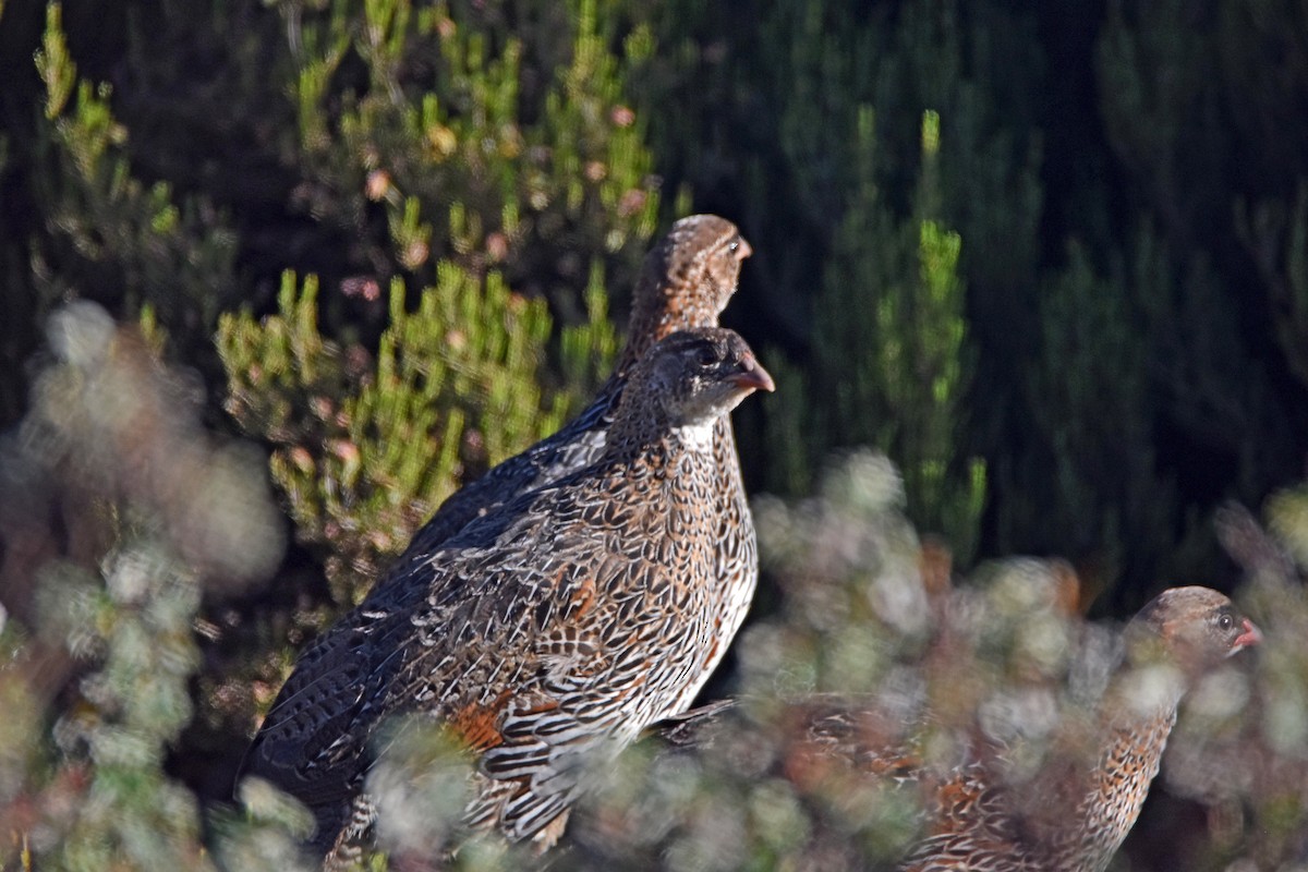 Chestnut-naped Spurfowl (Northern) - Brian Henderson