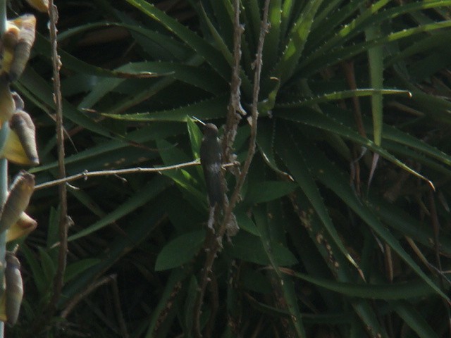 Giant Hummingbird - ML176990181