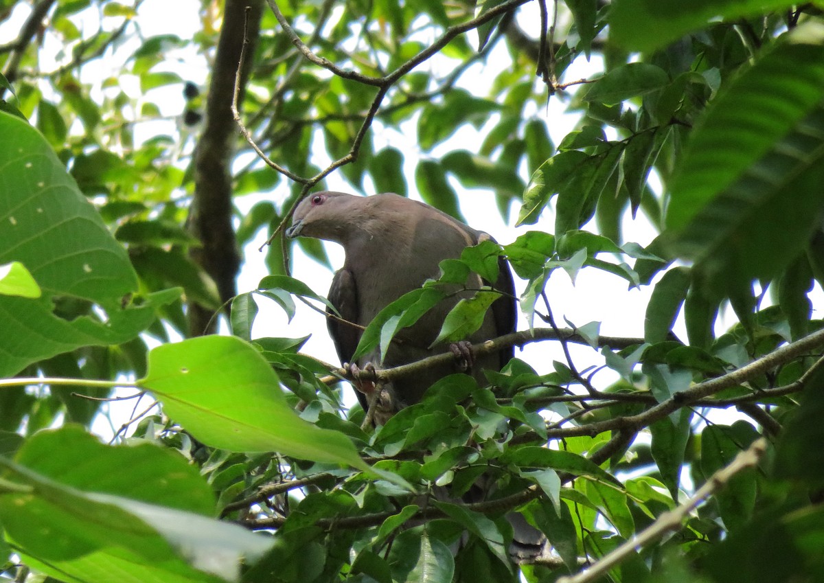 Pigeon à bec noir - ML176991241