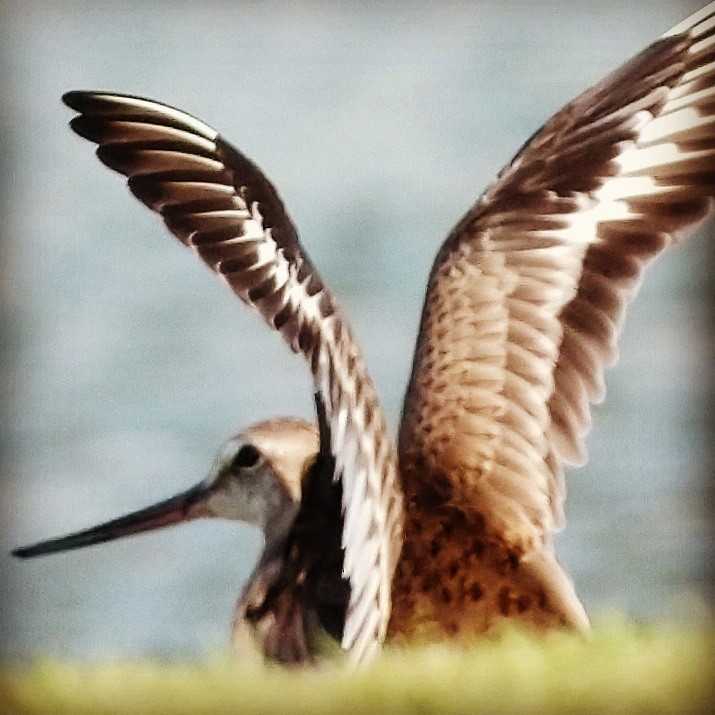 Hudsonian Godwit - ML176992071