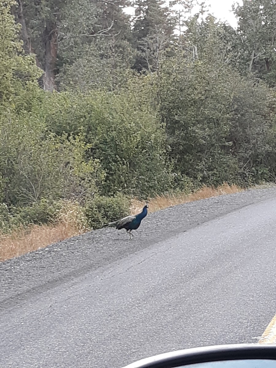 Indian Peafowl (Domestic type) - Sean Cozart