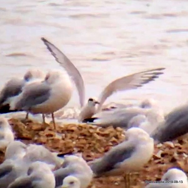 Forster's Tern - Brad Jacobs