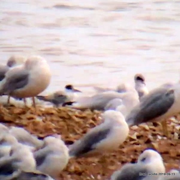 Common Tern - ML176996651