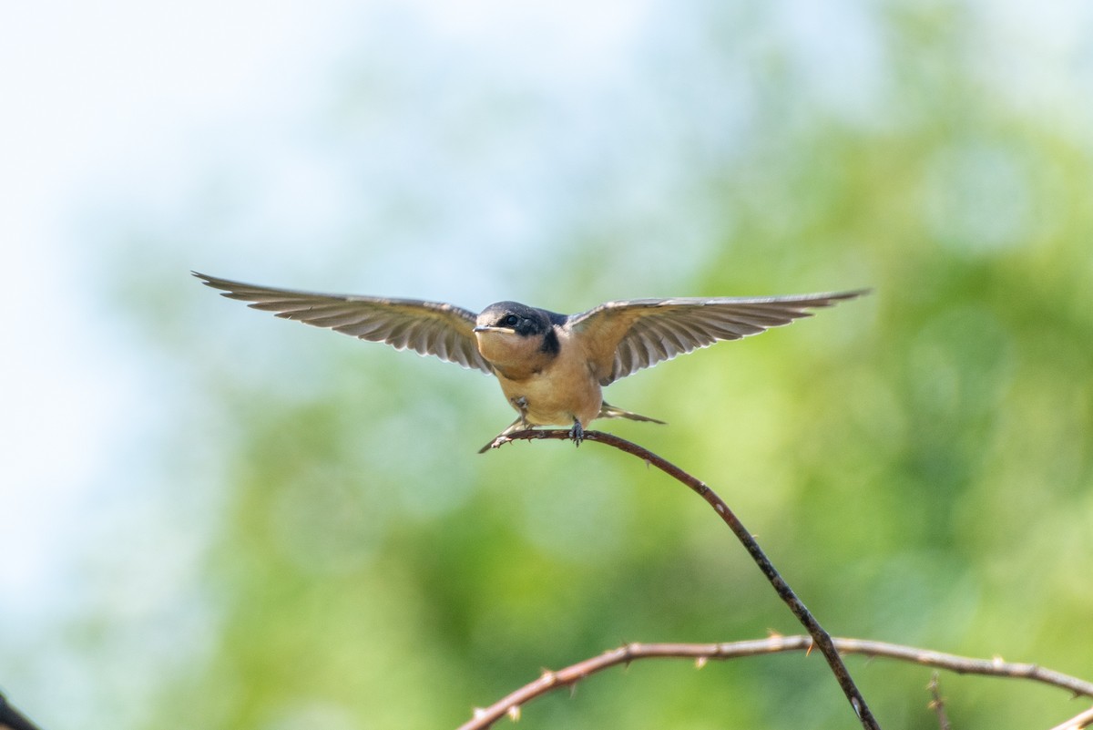 Golondrina Común - ML176997151