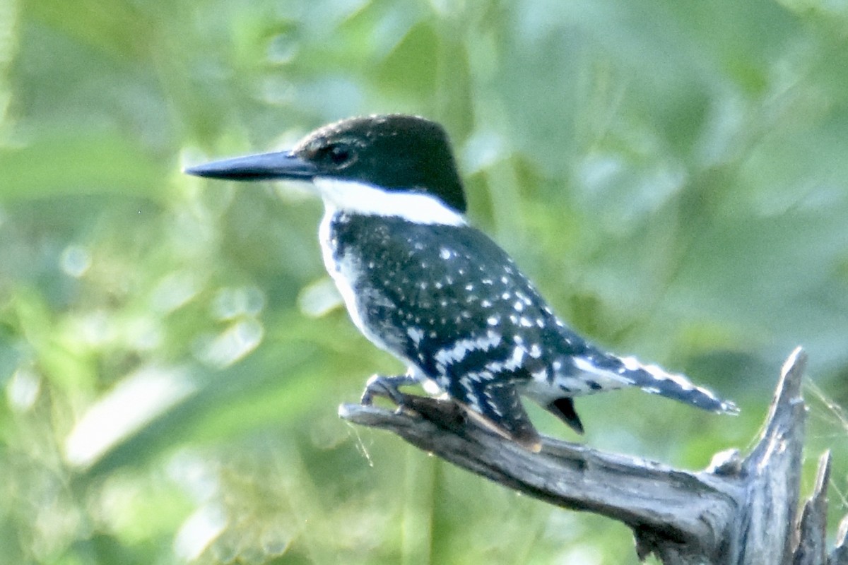 Green Kingfisher - ML176999261