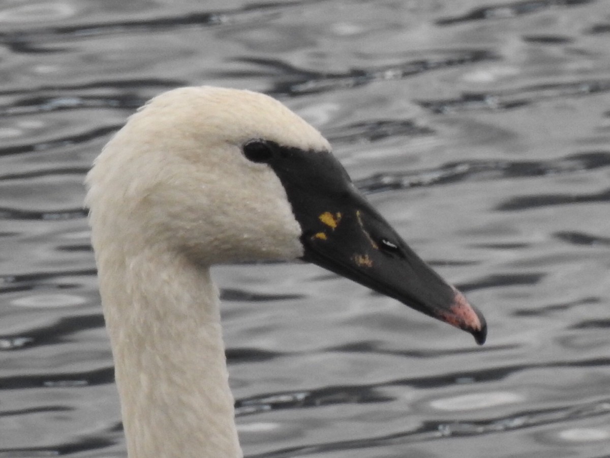 Mute x Trumpeter Swan (hybrid) - Bryan Vroom