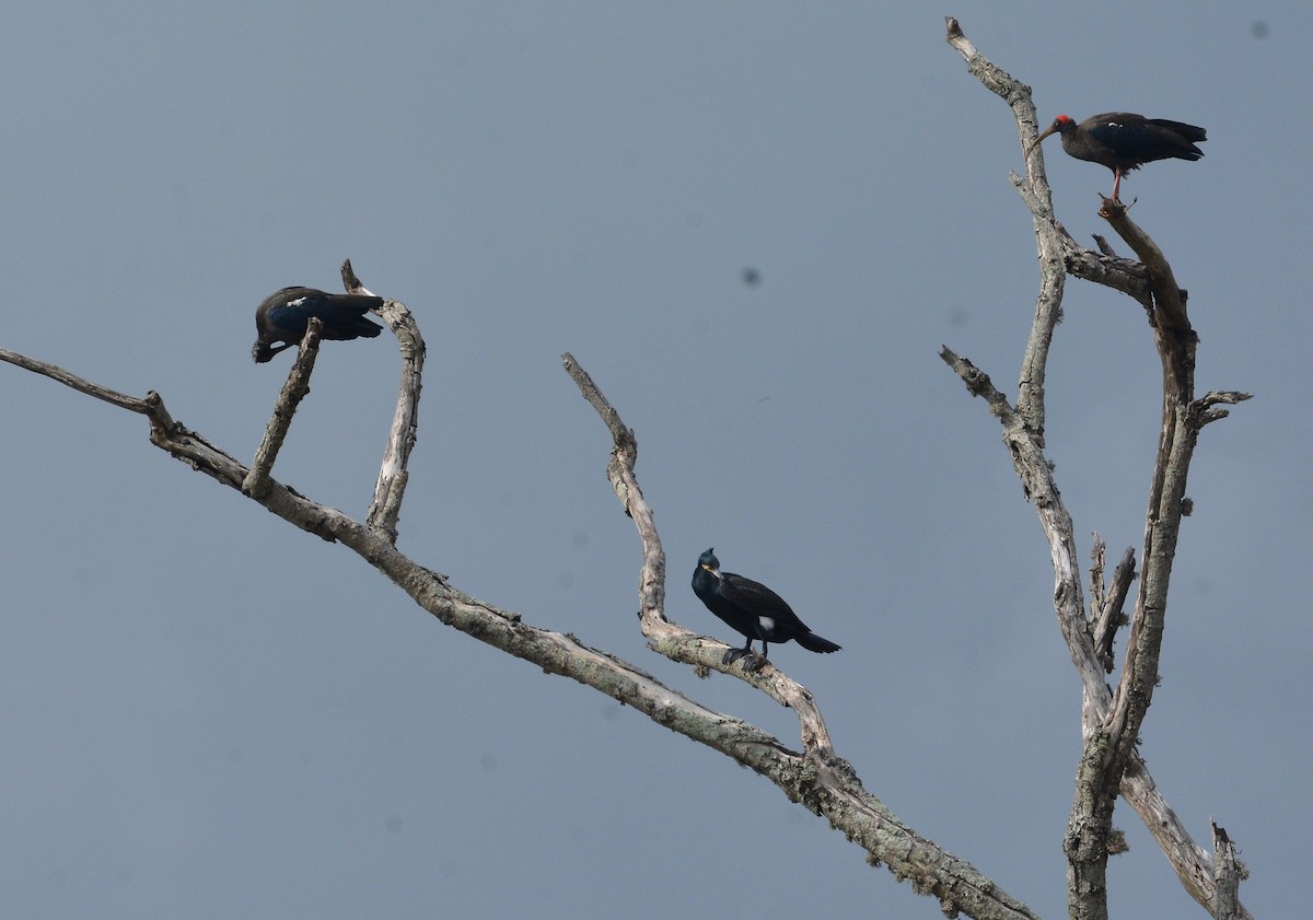 Great Cormorant - Praveen Manivannan