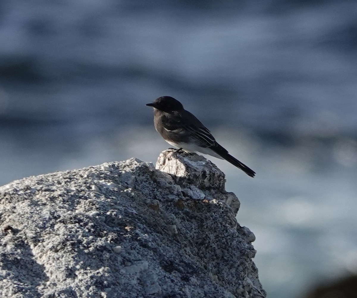 Black Phoebe - ML177001311