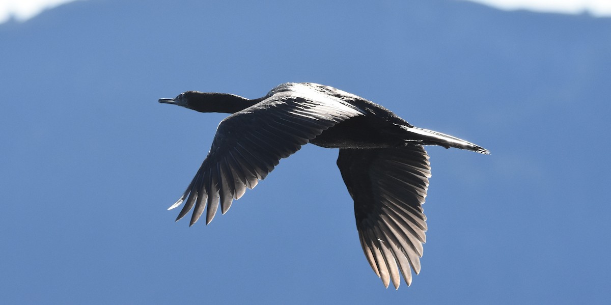 海鸕鷀 - ML177003411