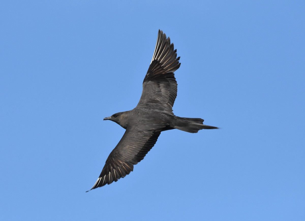 短尾賊鷗 - ML177003421