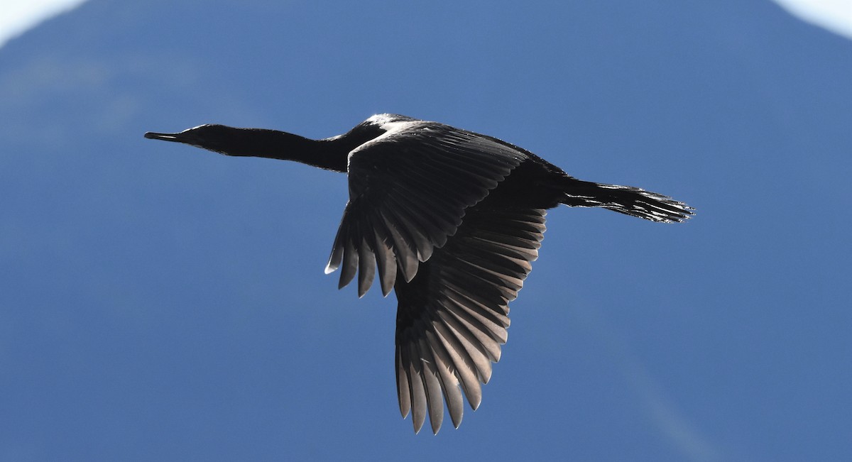 海鸕鷀 - ML177003431