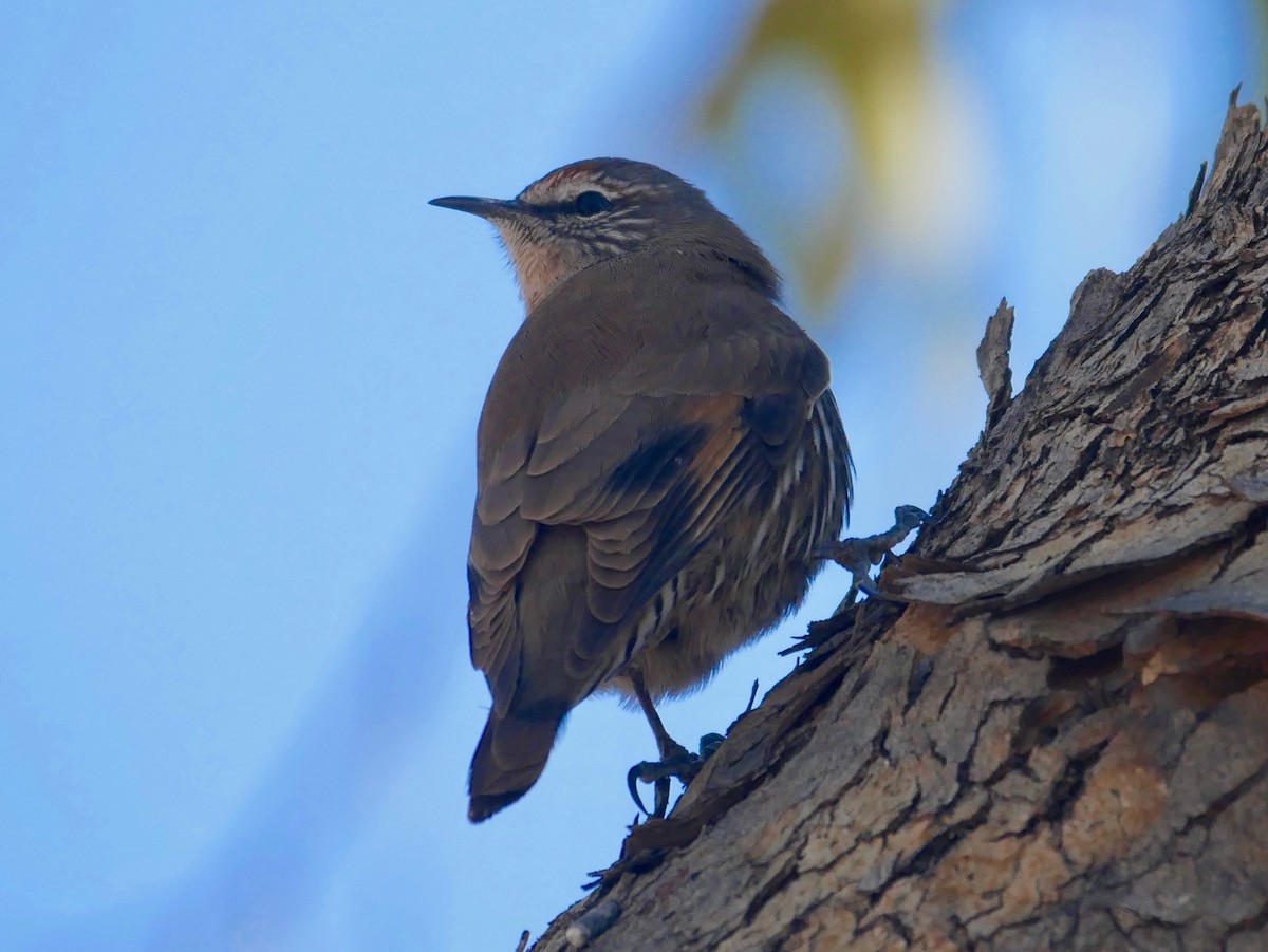 White-browed Treecreeper - ML177004241