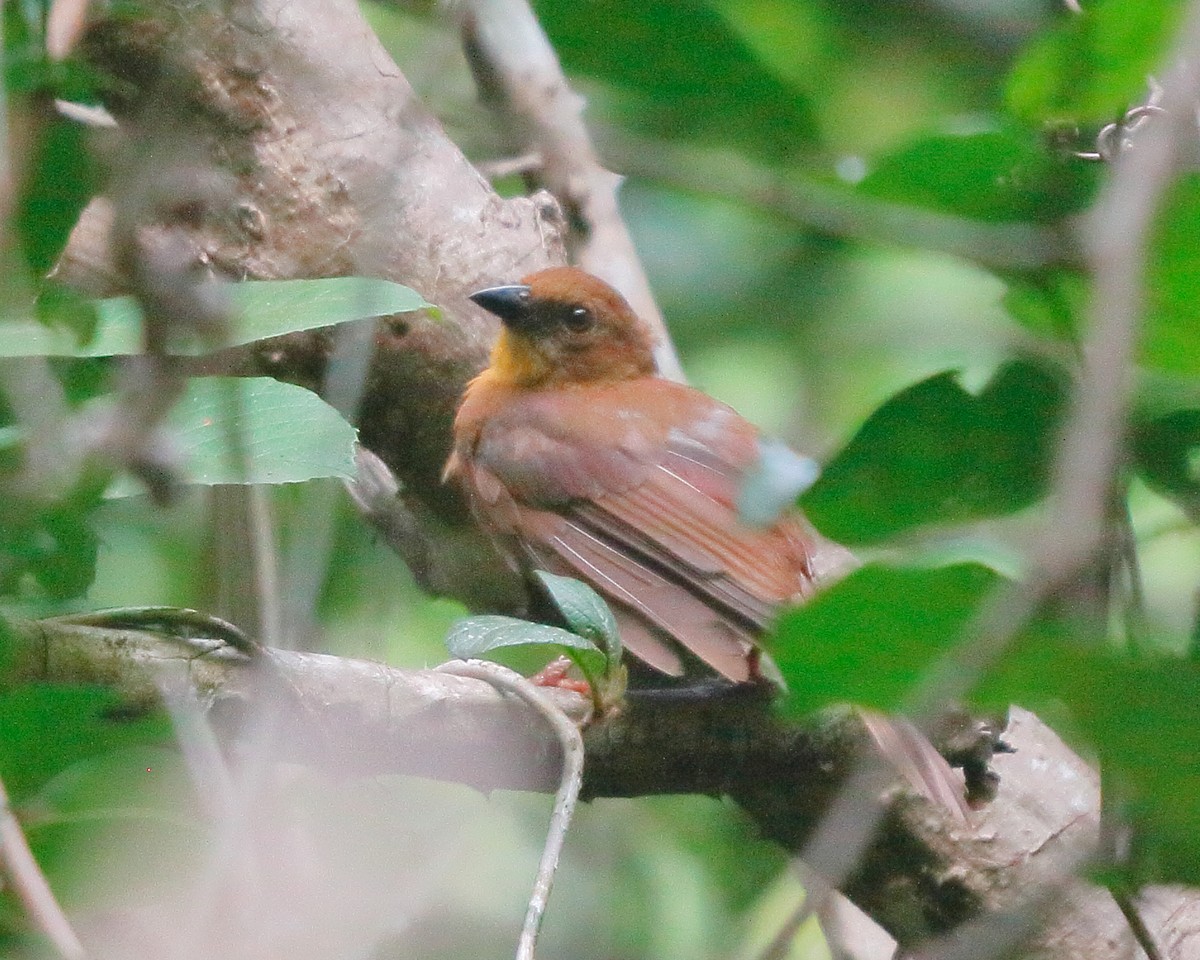 Red-throated Ant-Tanager - ML177004451