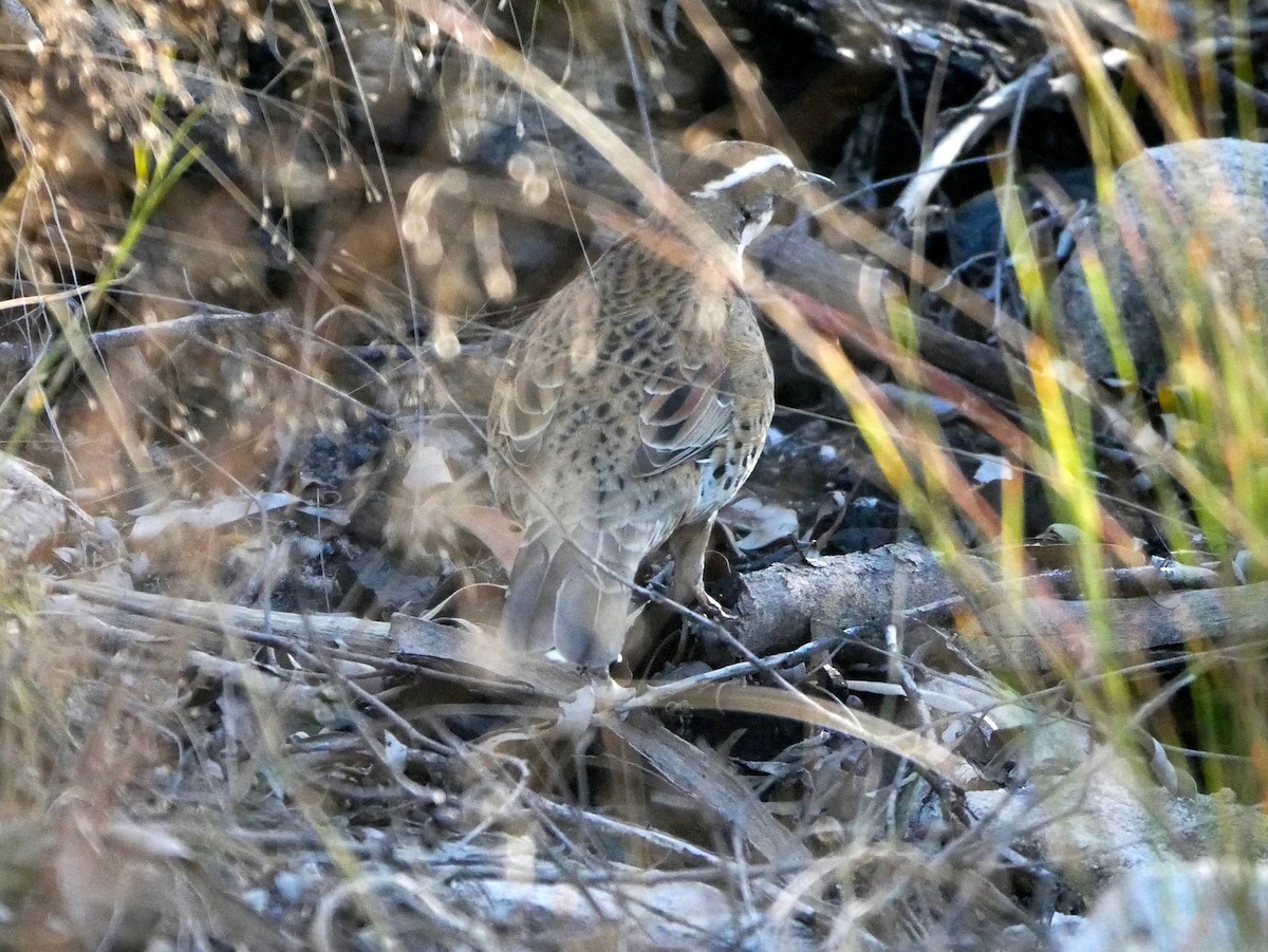 Расписной флейтист - ML177004781