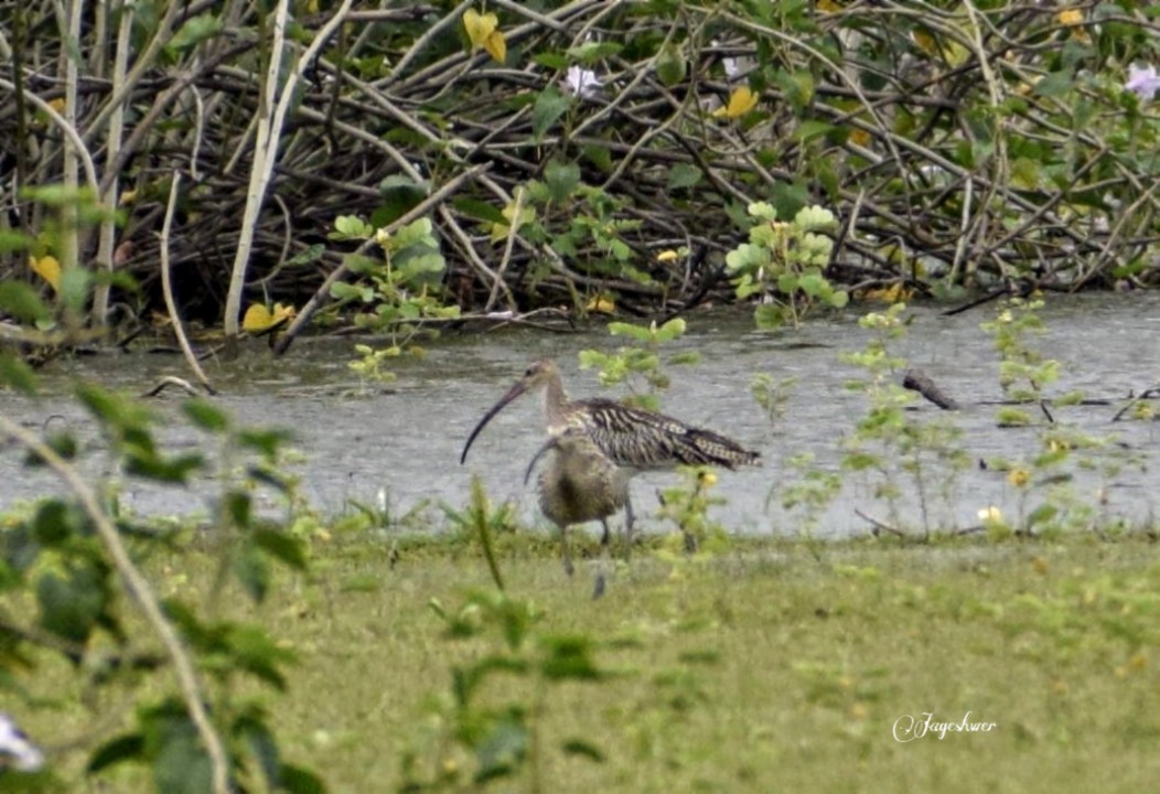 Eurasian Curlew - ML177004801