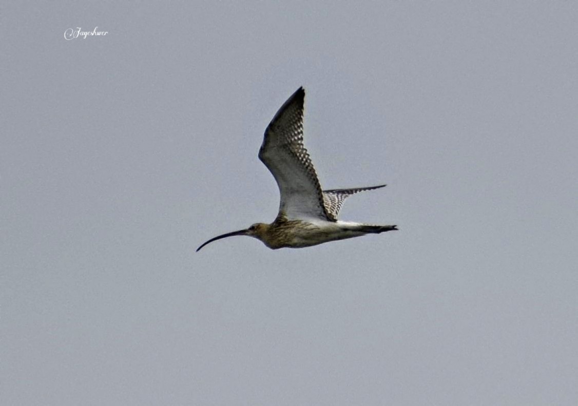 Eurasian Curlew - ML177004821