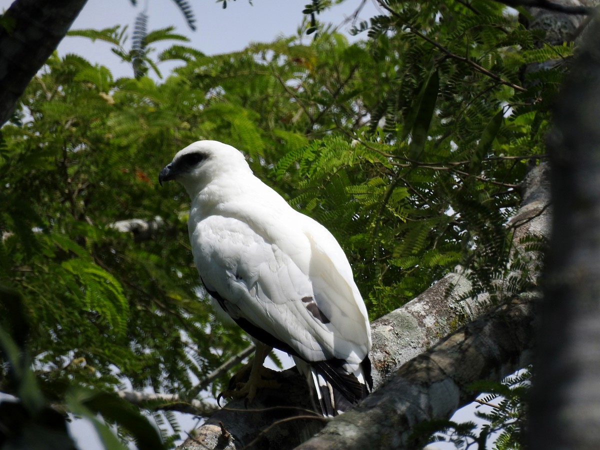 Schneebussard - ML177005981