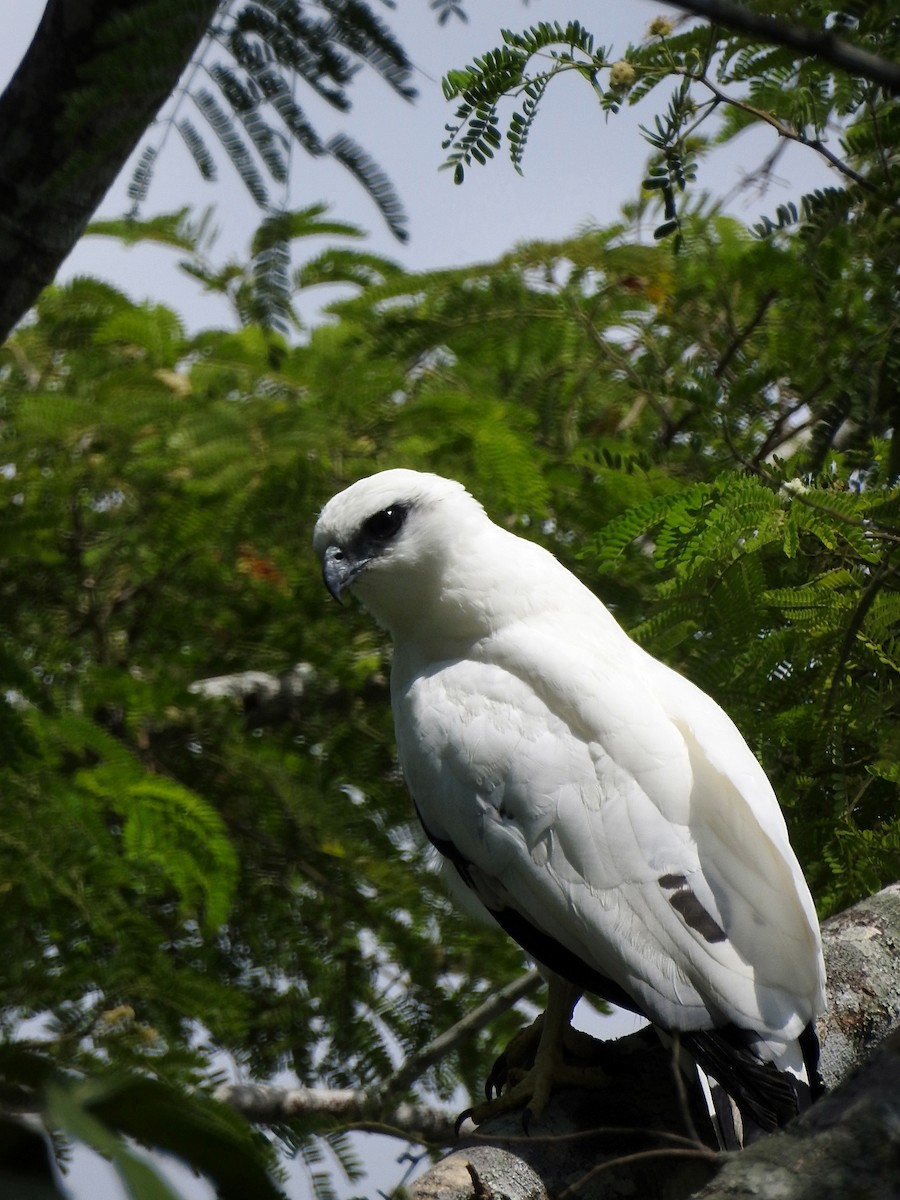 Busardo Blanco - ML177005991