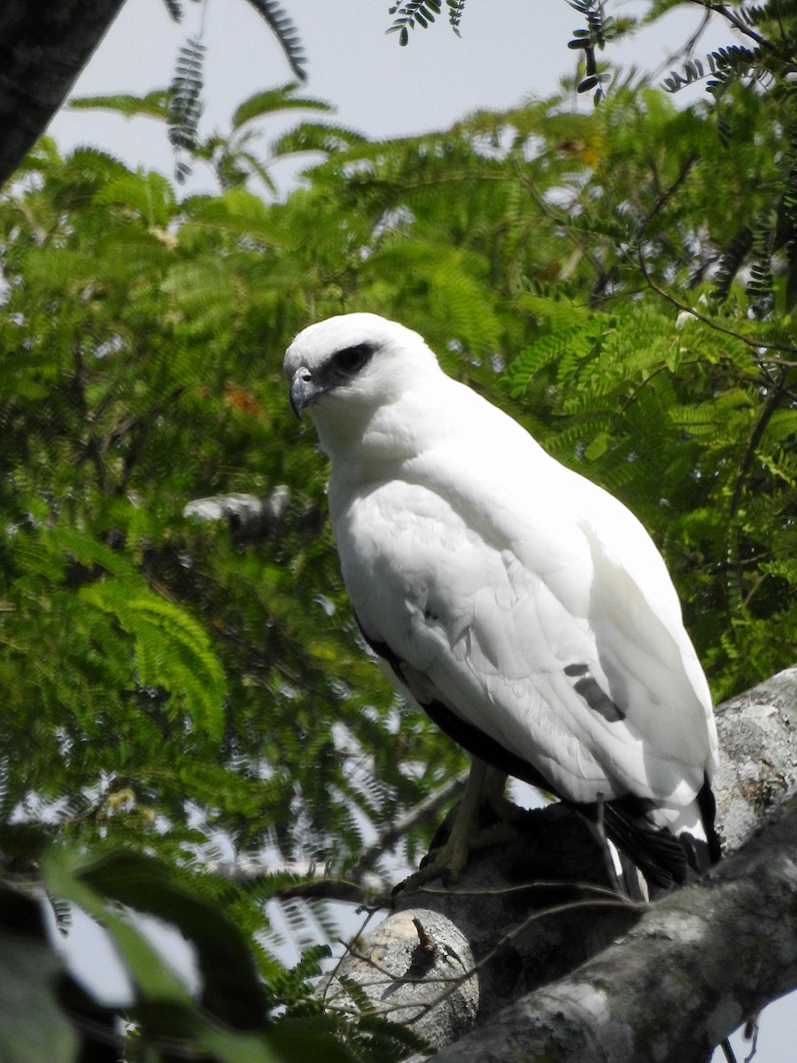 White Hawk - ML177006001