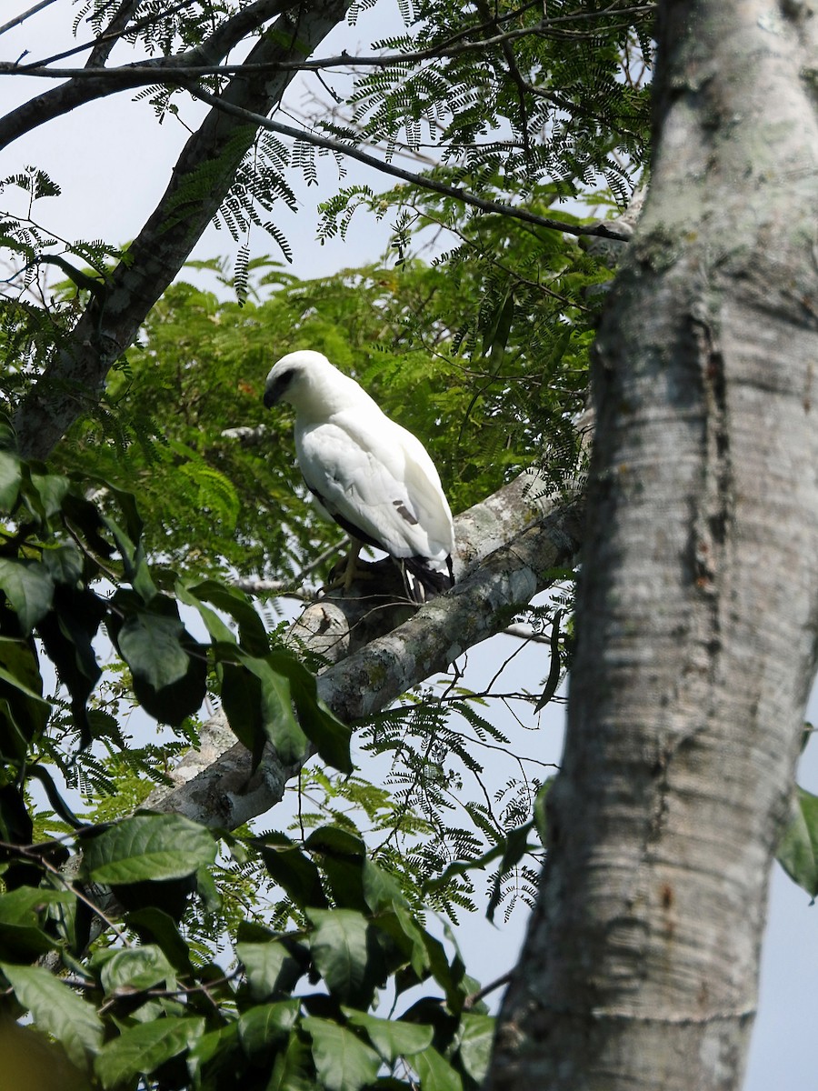 Busardo Blanco - ML177006011