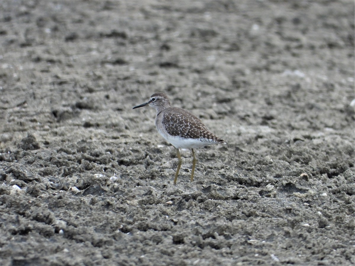 Wood Sandpiper - ML177006041