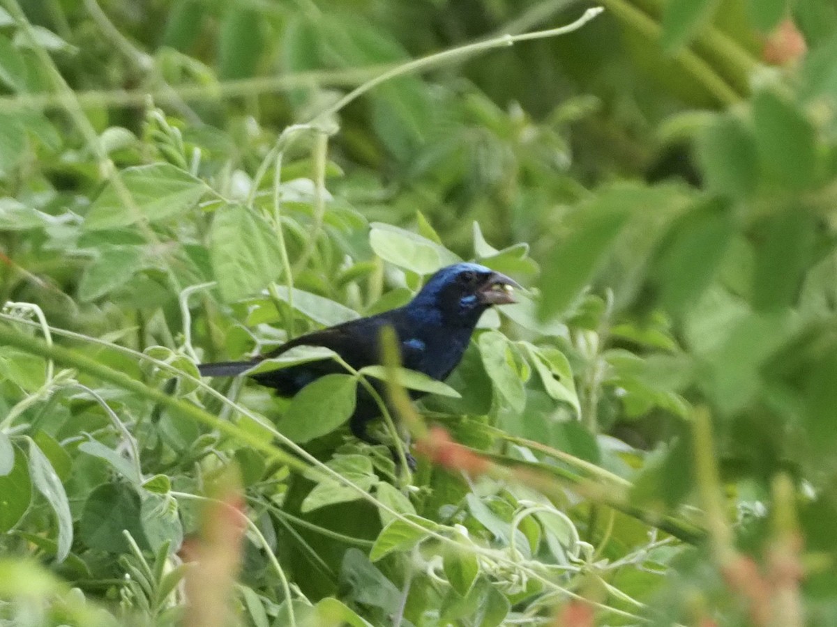 Blue Bunting (West Mexico) - ML177006131