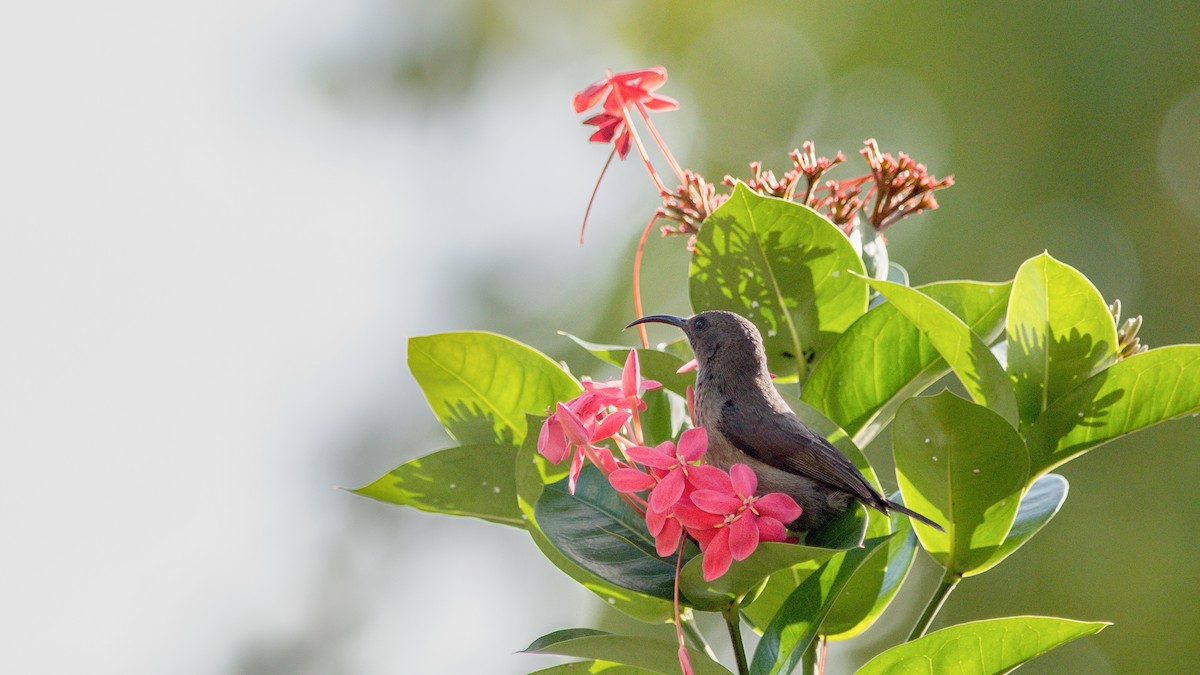 Seychelles Sunbird - ML177007171