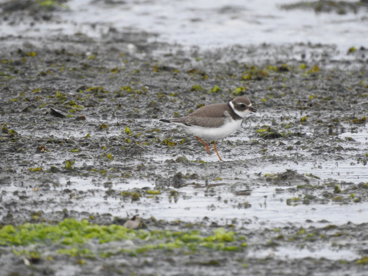 Semipalmated Plover - ML177007371