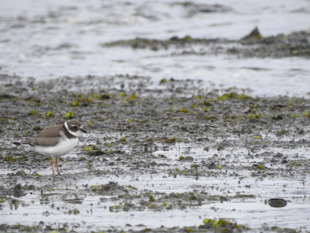 Semipalmated Plover - ML177007381