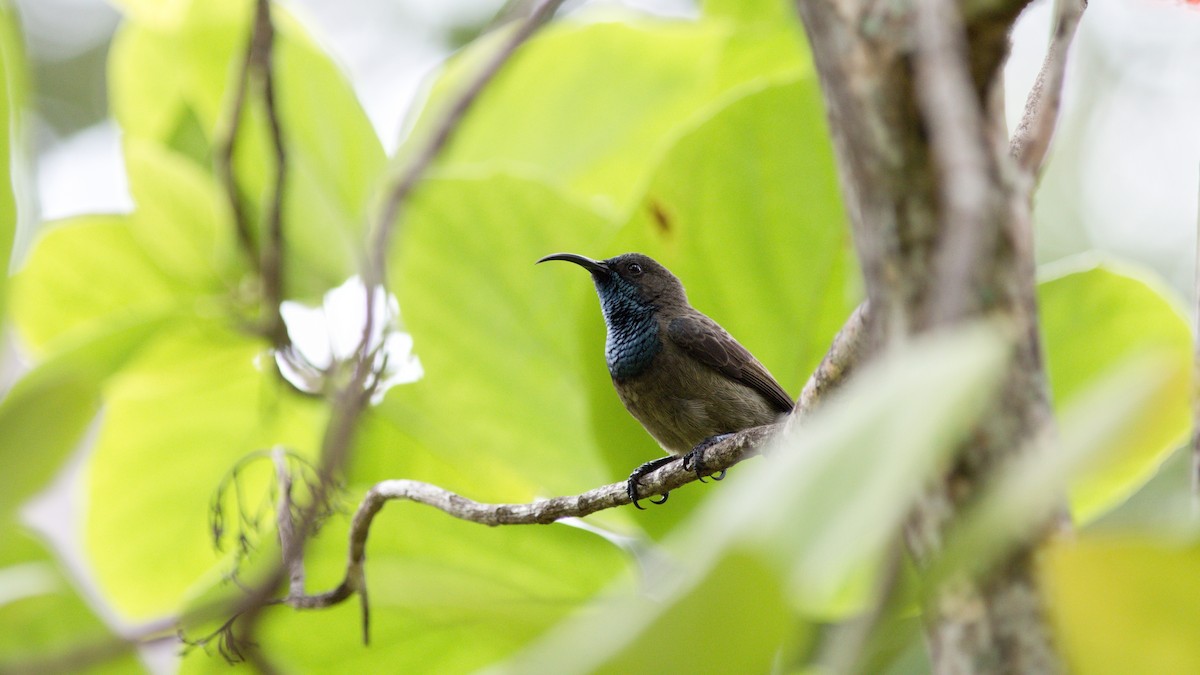 Seychelles Sunbird - ML177007391