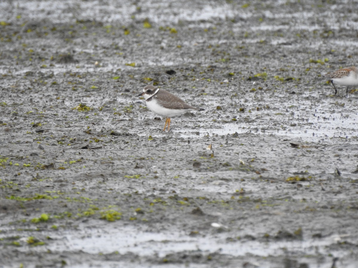 Semipalmated Plover - ML177007401