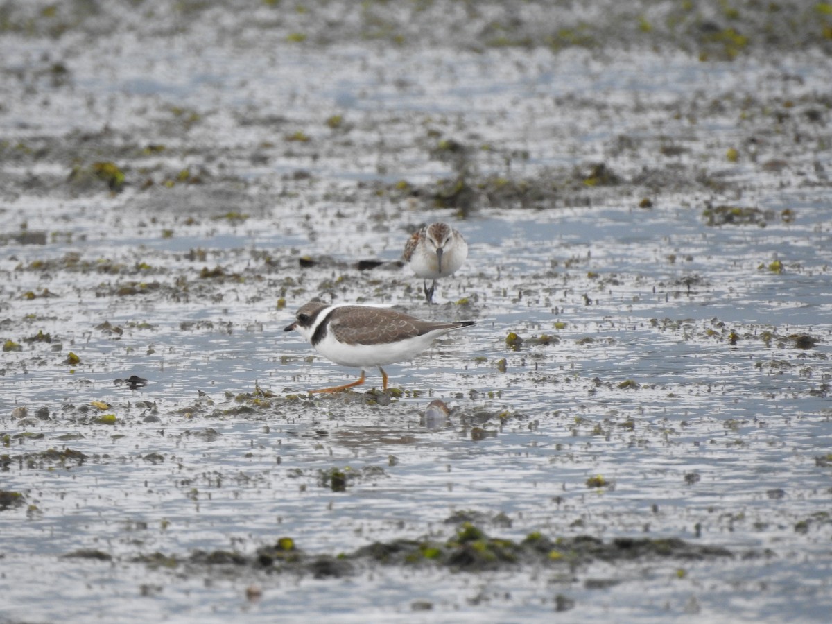Semipalmated Plover - ML177007411