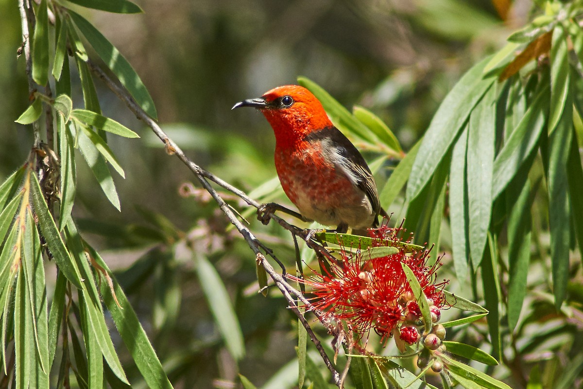 Mielero Escarlata - ML177007841