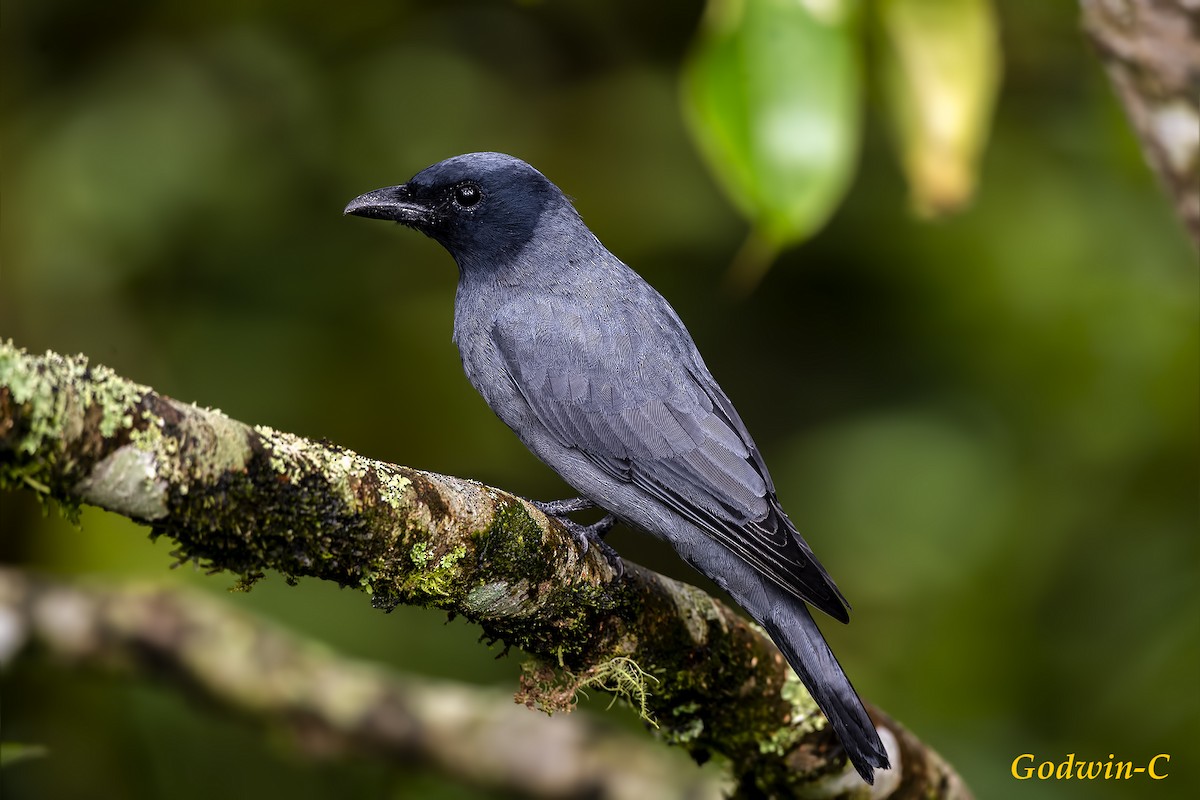 Sunda Cuckooshrike - Godwin Chan
