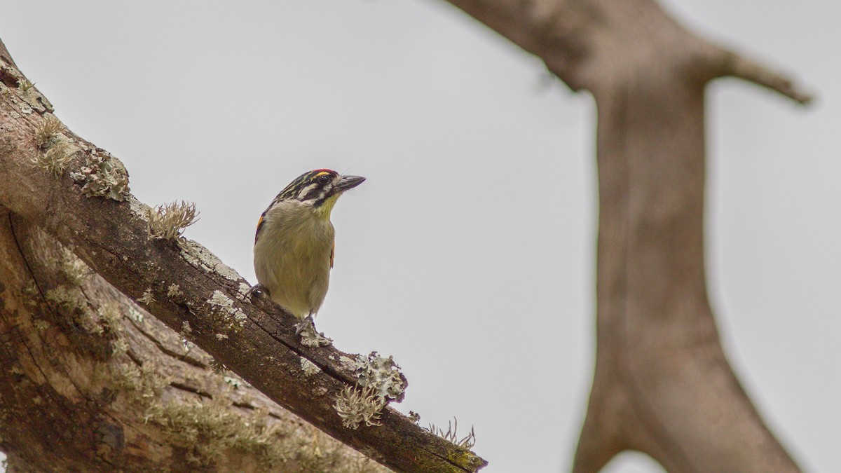 Kızıl Alınlı Cüce Barbet - ML177008301