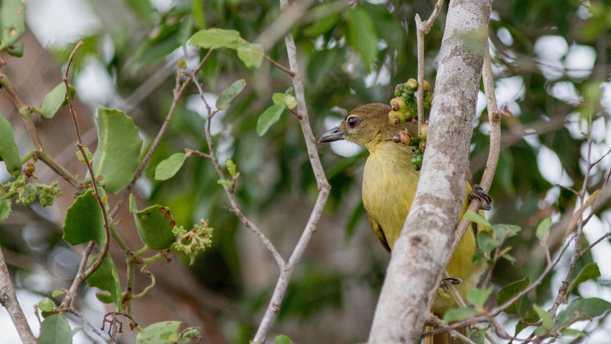 Yellow-bellied Greenbul - ML177008321