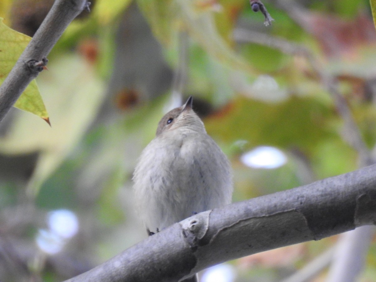 European Pied Flycatcher - ML177008671