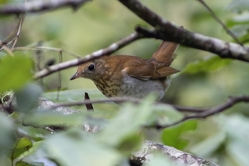 Veery - ML177011881