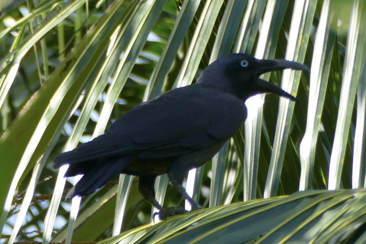Long-billed Crow - ML177011941