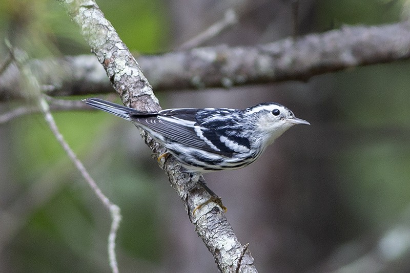 Black-and-white Warbler - ML177011981