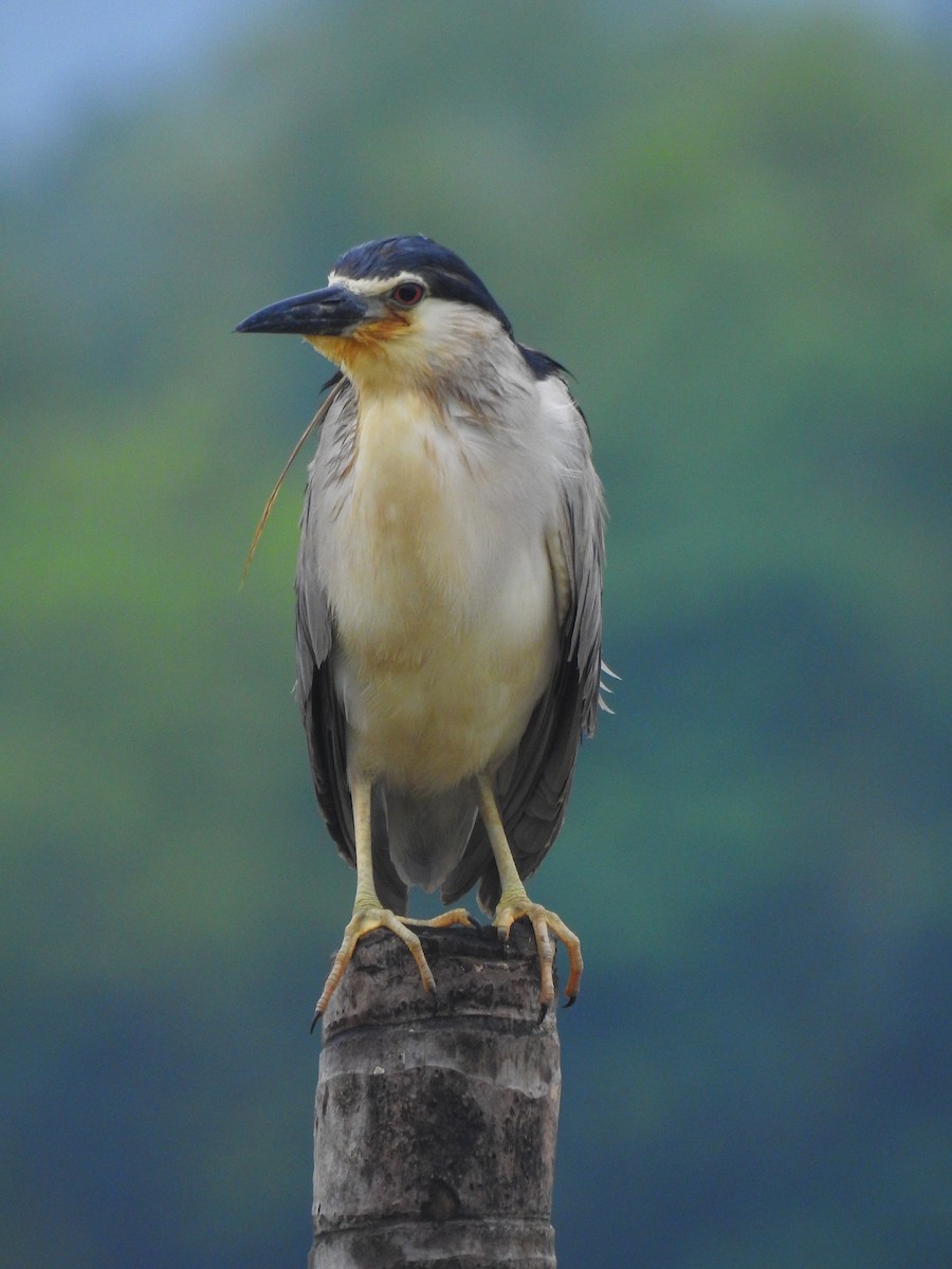 Black-crowned Night Heron - ML177012081