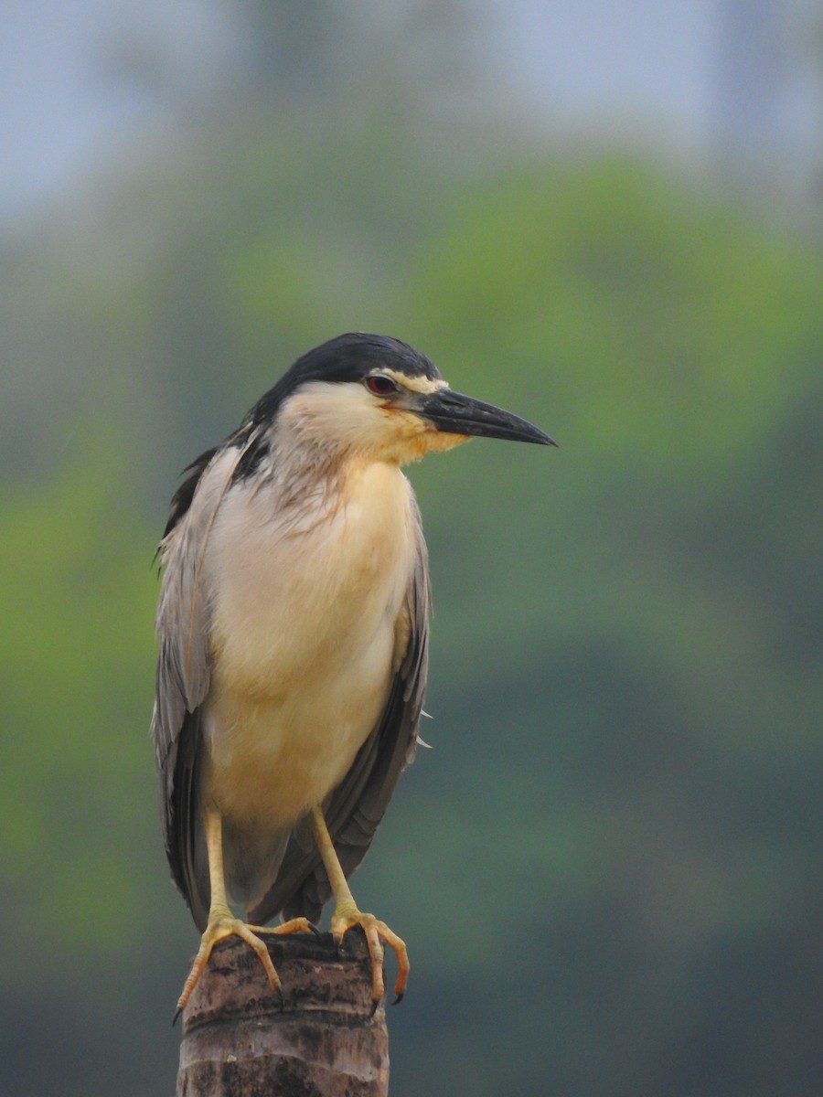 Black-crowned Night Heron - ML177012091