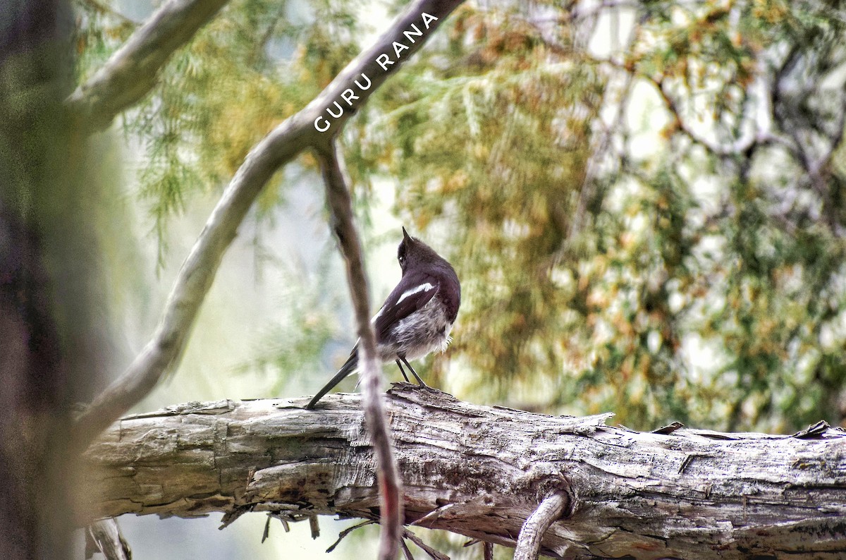 Blue-capped Redstart - ML177012801